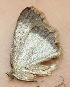  (Isochromodes Janzen63 - 08-SRNP-32829)  @15 [ ] CreativeCommons - Attribution Non-Commercial Share-Alike (2009) Unspecified Guanacaste Dry Forest Conservation Fund
