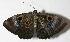  (Mesosemia albipuncta - 09-SRNP-42357)  @14 [ ] CreativeCommons - Attribution Non-Commercial Share-Alike (2009) Unspecified Guanacaste Dry Forest Conservation Fund