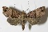  (Cecharismena flaviceps - 09-SRNP-33268)  @15 [ ] CreativeCommons - Attribution Non-Commercial Share-Alike (2010) Daniel H. Janzen Guanacaste Dry Forest Conservation Fund