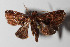  ( - 13-SRNP-36405)  @13 [ ] CreativeCommons  Attribution Non-Commercial Share-Alike (2016) Unspecified Guanacaste Dry Forest Conservation Fund