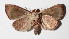  ( - 14-SRNP-21179)  @12 [ ] CreativeCommons  Attribution Non-Commercial Share-Alike (2016) Unspecified Guanacaste Dry Forest Conservation Fund