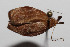  ( - 14-SRNP-2121)  @12 [ ] CreativeCommons  Attribution Non-Commercial Share-Alike (2016) Unspecified Guanacaste Dry Forest Conservation Fund