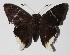  ( - 14-SRNP-21399)  @14 [ ] CreativeCommons  Attribution Non-Commercial Share-Alike (2016) Unspecified Guanacaste Dry Forest Conservation Fund