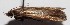  ( - 14-SRNP-30617)  @12 [ ] CreativeCommons  Attribution Non-Commercial Share-Alike (2016) Unspecified Guanacaste Dry Forest Conservation Fund