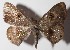  (Argyrotome melaeDHJ01 - 14-SRNP-30817)  @14 [ ] CreativeCommons  Attribution Non-Commercial Share-Alike (2016) Unspecified Guanacaste Dry Forest Conservation Fund