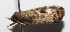  ( - 14-SRNP-3691)  @13 [ ] CreativeCommons  Attribution Non-Commercial Share-Alike (2016) Unspecified Guanacaste Dry Forest Conservation Fund