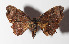  ( - 14-SRNP-40691)  @14 [ ] CreativeCommons  Attribution Non-Commercial Share-Alike (2016) Unspecified Guanacaste Dry Forest Conservation Fund