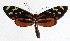  ( - 14-SRNP-41171)  @14 [ ] CreativeCommons  Attribution Non-Commercial Share-Alike (2017) Daniel H. Janzen Guanacaste Dry Forest Conservation Fund