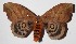 ( - 14-SRNP-4145)  @14 [ ] CreativeCommons  Attribution Non-Commercial Share-Alike (2016) Unspecified Guanacaste Dry Forest Conservation Fund