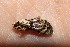  ( - 14-SRNP-42177)  @12 [ ] CreativeCommons  Attribution Non-Commercial Share-Alike (2016) Unspecified Guanacaste Dry Forest Conservation Fund