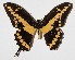 ( - 14-SRNP-42909)  @14 [ ] CreativeCommons  Attribution Non-Commercial Share-Alike (2016) Unspecified Guanacaste Dry Forest Conservation Fund