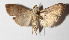  ( - 14-SRNP-43001)  @14 [ ] CreativeCommons  Attribution Non-Commercial Share-Alike (2016) Unspecified Guanacaste Dry Forest Conservation Fund