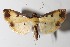  (Lygropia tripunctataDHJ08 - 14-SRNP-43288)  @14 [ ] CreativeCommons  Attribution Non-Commercial Share-Alike (2016) Unspecified Guanacaste Dry Forest Conservation Fund