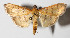  (Herpetogramma Janzen07 - 14-SRNP-43337)  @15 [ ] CreativeCommons  Attribution Non-Commercial Share-Alike (2016) Unspecified Guanacaste Dry Forest Conservation Fund