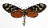  ( - 14-SRNP-43999)  @14 [ ] CreativeCommons  Attribution Non-Commercial Share-Alike (2017) Daniel H. Janzen Guanacaste Dry Forest Conservation Fund