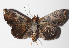  ( - 14-SRNP-46460)  @14 [ ] CreativeCommons  Attribution Non-Commercial Share-Alike (2016) Unspecified Guanacaste Dry Forest Conservation Fund