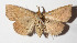  ( - 14-SRNP-47677)  @12 [ ] CreativeCommons  Attribution Non-Commercial Share-Alike (2016) Unspecified Guanacaste Dry Forest Conservation Fund