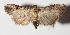  ( - 14-SRNP-47952)  @14 [ ] CreativeCommons  Attribution Non-Commercial Share-Alike (2016) Unspecified Guanacaste Dry Forest Conservation Fund