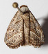  ( - 14-SRNP-56135)  @12 [ ] CreativeCommons  Attribution Non-Commercial Share-Alike (2016) Unspecified Guanacaste Dry Forest Conservation Fund