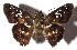  ( - 14-SRNP-56930)  @13 [ ] CreativeCommons  Attribution Non-Commercial Share-Alike (2016) Unspecified Guanacaste Dry Forest Conservation Fund