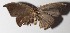  ( - 14-SRNP-58352)  @12 [ ] CreativeCommons  Attribution Non-Commercial Share-Alike (2016) Unspecified Guanacaste Dry Forest Conservation Fund