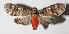  ( - 14-SRNP-58860)  @13 [ ] CreativeCommons  Attribution Non-Commercial Share-Alike (2016) Unspecified Guanacaste Dry Forest Conservation Fund