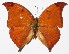  ( - 14-SRNP-65342)  @14 [ ] CreativeCommons  Attribution Non-Commercial Share-Alike (2016) Unspecified Guanacaste Dry Forest Conservation Fund