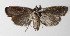  ( - 14-SRNP-71140)  @13 [ ] CreativeCommons  Attribution Non-Commercial Share-Alike (2016) Unspecified Guanacaste Dry Forest Conservation Fund