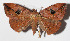  ( - 14-SRNP-71814)  @14 [ ] CreativeCommons  Attribution Non-Commercial Share-Alike (2016) Unspecified Guanacaste Dry Forest Conservation Fund