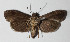  (immidJanzen01 Janzen01 - 14-SRNP-71936)  @11 [ ] CreativeCommons  Attribution Non-Commercial Share-Alike (2016) Unspecified Guanacaste Dry Forest Conservation Fund