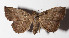  ( - 14-SRNP-72242)  @13 [ ] CreativeCommons  Attribution Non-Commercial Share-Alike (2016) Unspecified Guanacaste Dry Forest Conservation Fund