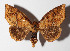  ( - 14-SRNP-80771)  @14 [ ] CreativeCommons  Attribution Non-Commercial Share-Alike (2016) Unspecified Guanacaste Dry Forest Conservation Fund