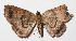  ( - 14-SRNP-81629)  @12 [ ] CreativeCommons  Attribution Non-Commercial Share-Alike (2016) Unspecified Guanacaste Dry Forest Conservation Fund