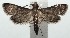  (Steniodes declivalis - 15-SRNP-100067)  @14 [ ] CreativeCommons  Attribution Non-Commercial Share-Alike (2016) Unspecified Guanacaste Dry Forest Conservation Fund
