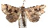  ( - 15-SRNP-100080)  @13 [ ] CreativeCommons  Attribution Non-Commercial Share-Alike (2016) Unspecified Guanacaste Dry Forest Conservation Fund