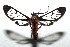  (Loxophlebia imitata - 15-SRNP-100221)  @14 [ ] CreativeCommons  Attribution Non-Commercial Share-Alike (2016) Unspecified Guanacaste Dry Forest Conservation Fund