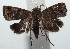  (Tripudia BioLep642 - 15-SRNP-100455)  @13 [ ] CreativeCommons  Attribution Non-Commercial Share-Alike (2016) Unspecified Guanacaste Dry Forest Conservation Fund
