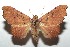  ( - 15-SRNP-100969)  @15 [ ] CreativeCommons  Attribution Non-Commercial Share-Alike (2016) Unspecified Guanacaste Dry Forest Conservation Fund