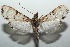  ( - 15-SRNP-101132)  @14 [ ] CreativeCommons  Attribution Non-Commercial Share-Alike (2016) Unspecified Guanacaste Dry Forest Conservation Fund