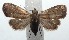  (Hypenodes Poole06 - 15-SRNP-101152)  @14 [ ] CreativeCommons  Attribution Non-Commercial Share-Alike (2016) Unspecified Guanacaste Dry Forest Conservation Fund
