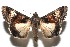  ( - 15-SRNP-101209)  @14 [ ] CreativeCommons  Attribution Non-Commercial Share-Alike (2016) Unspecified Guanacaste Dry Forest Conservation Fund