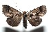  ( - 15-SRNP-101437)  @14 [ ] CreativeCommons  Attribution Non-Commercial Share-Alike (2016) Unspecified Guanacaste Dry Forest Conservation Fund