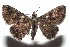  ( - 15-SRNP-101638)  @14 [ ] CreativeCommons  Attribution Non-Commercial Share-Alike (2016) Unspecified Guanacaste Dry Forest Conservation Fund