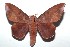  ( - 15-SRNP-101921)  @14 [ ] CreativeCommons  Attribution Non-Commercial Share-Alike (2016) Unspecified Guanacaste Dry Forest Conservation Fund