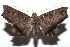  ( - 15-SRNP-102061)  @13 [ ] CreativeCommons  Attribution Non-Commercial Share-Alike (2016) Unspecified Guanacaste Dry Forest Conservation Fund