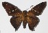  (Epargyreus Burns13 - 15-SRNP-1153)  @15 [ ] CreativeCommons  Attribution Non-Commercial Share-Alike (2016) Unspecified Guanacaste Dry Forest Conservation Fund