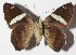  ( - 15-SRNP-1265)  @14 [ ] CreativeCommons  Attribution Non-Commercial Share-Alike (2016) Unspecified Guanacaste Dry Forest Conservation Fund