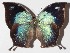  ( - 15-SRNP-20193)  @14 [ ] CreativeCommons  Attribution Non-Commercial Share-Alike (2016) Unspecified Guanacaste Dry Forest Conservation Fund