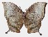  ( - 15-SRNP-20193)  @14 [ ] CreativeCommons  Attribution Non-Commercial Share-Alike (2016) Unspecified Guanacaste Dry Forest Conservation Fund