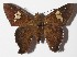  ( - 15-SRNP-20374)  @14 [ ] CreativeCommons  Attribution Non-Commercial Share-Alike (2016) Unspecified Guanacaste Dry Forest Conservation Fund